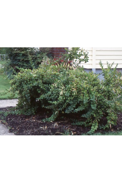 Абеліолистник дворядний в ландшафтному дизайні